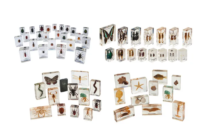 Large collection of clear resin animal and insect specimens for classroom science displays—includes preserved bugs, marine life, reptiles, and arthropods to support early years biology learning and sensory discovery.