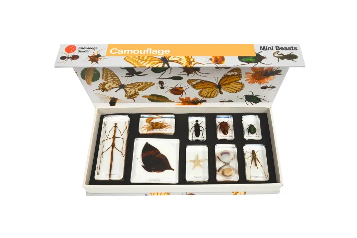 Mini beasts camouflage kit featuring preserved insect and marine specimens in clear resin blocks—includes butterfly, leaf insect, beetles, and shells in a classroom display box for early years science exploration.