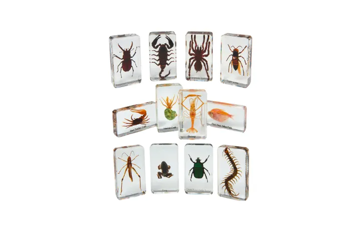 Clear resin specimen blocks featuring preserved mini beasts including beetles, spiders, centipedes, crustaceans, and amphibians—ideal for early childhood science learning and sensory exploration.