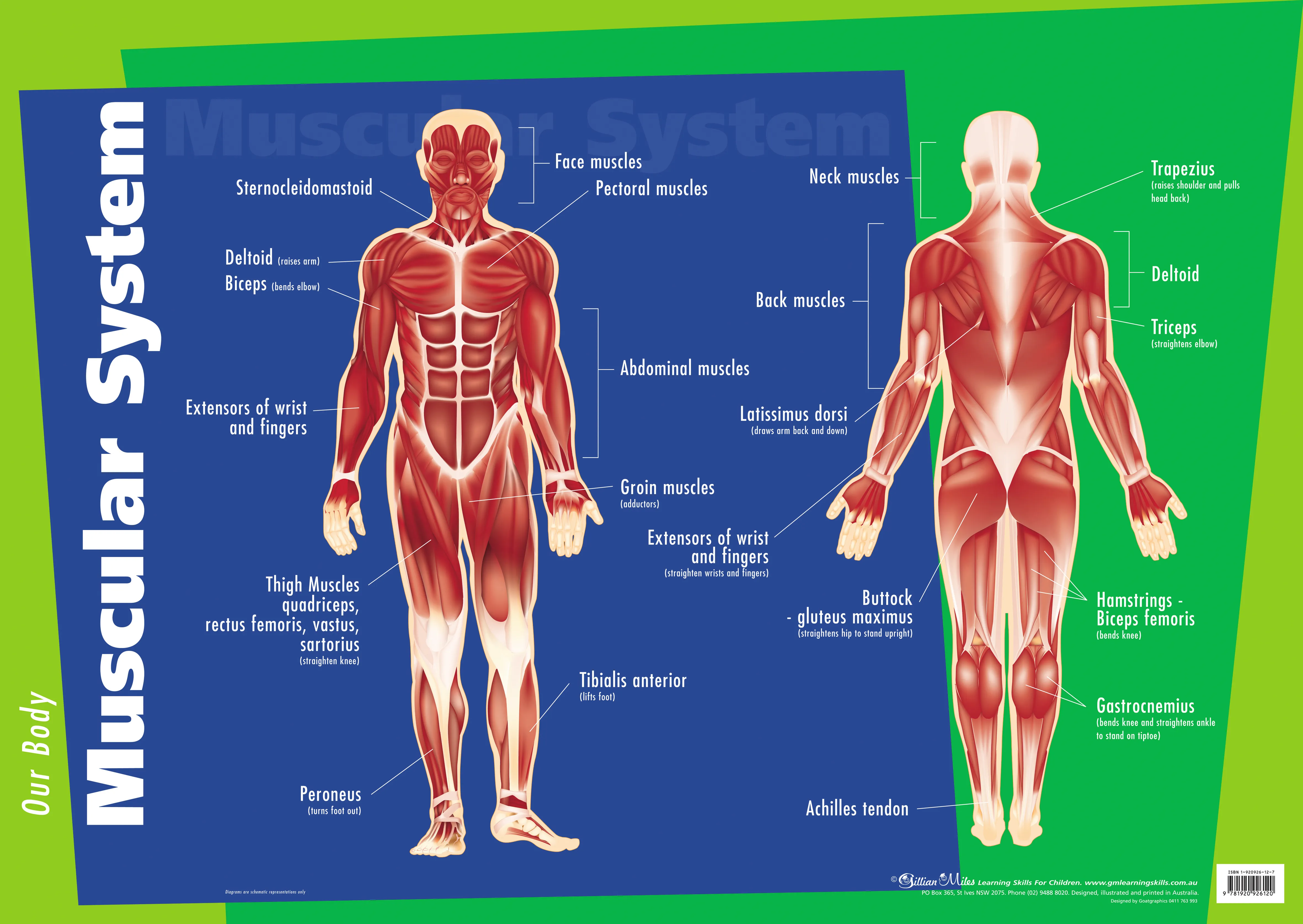Muscle Graph Muscle Diagram For Students Facial Muscles | Anatomy.app