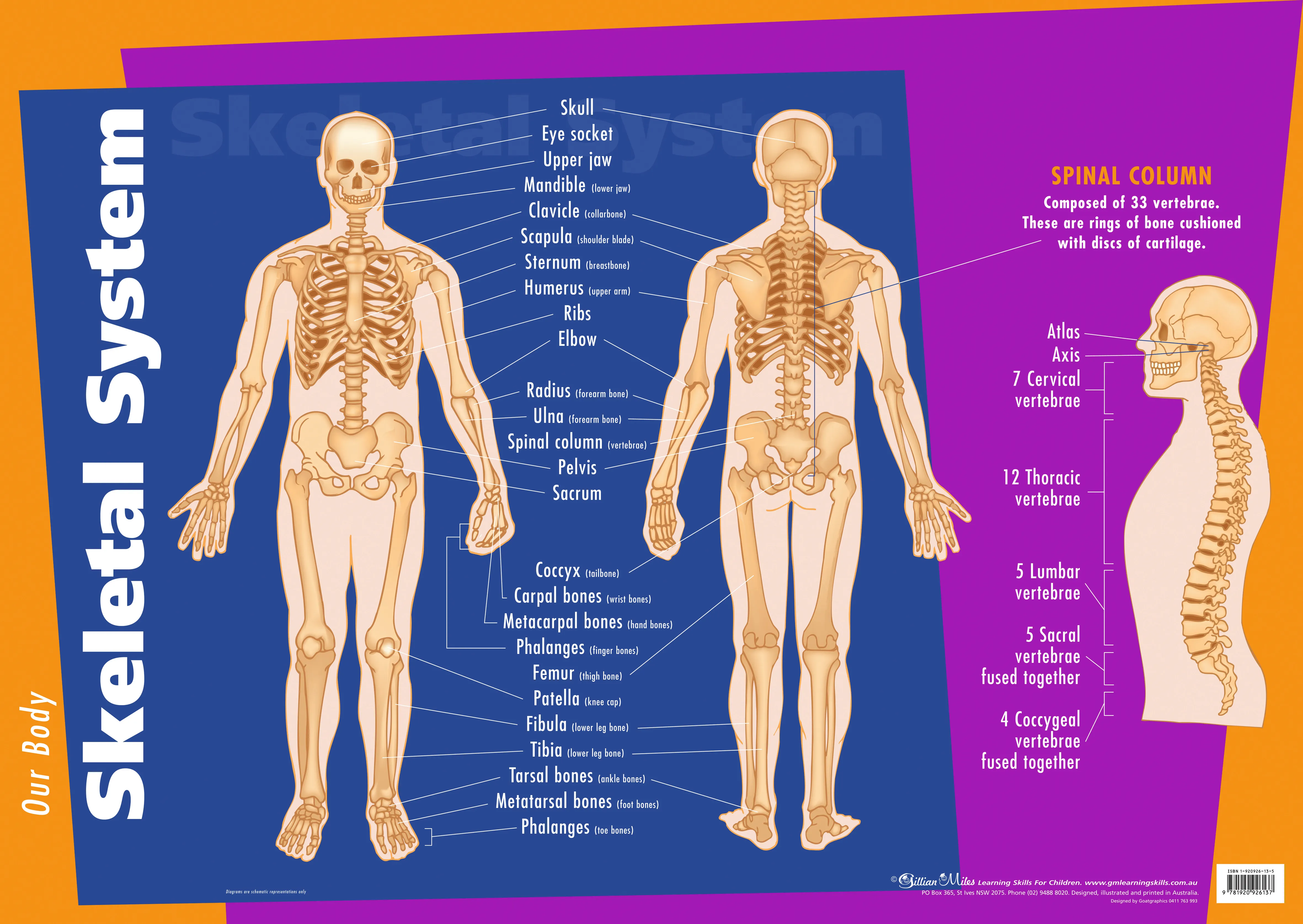 Skeleton System Plan Skeletal System Diagram Printable Skeleton Anatomy Viewer Game Play