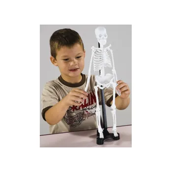 Mini best sale skeleton toy