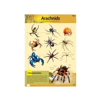 Arachnids Learning Chart