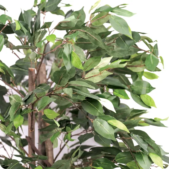 Artificial Ficus Plant - 180 cm