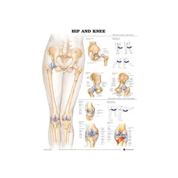 Bones Of Upper Limb Laminated Anatomy Chart