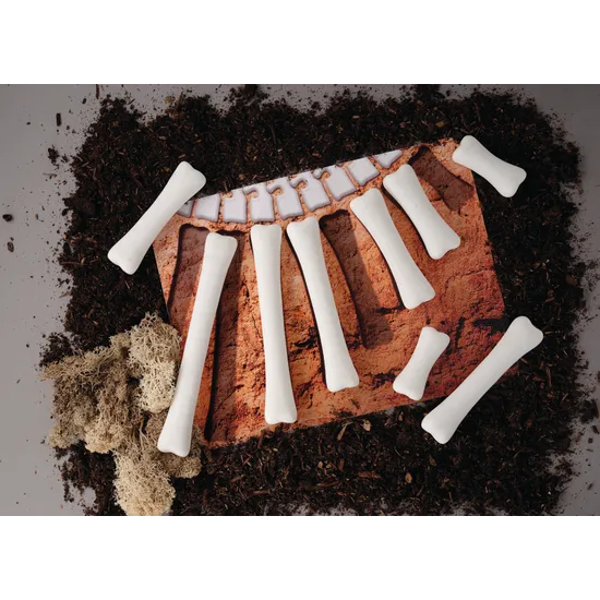 Dinosaur Bones Match and Measure Set